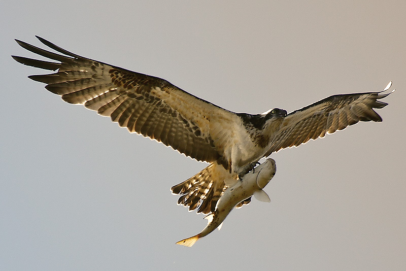 Galicia rebaja a 600 euros la multa al Fapas por capturar un águila