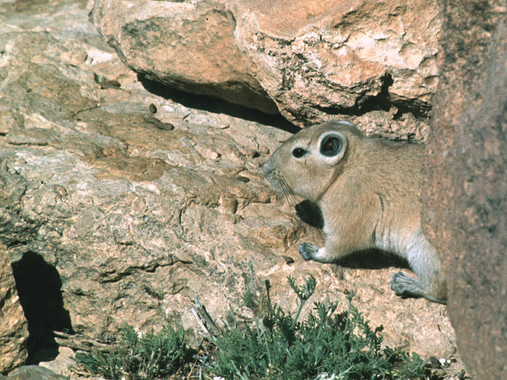 Hallada una nueva especie de roedor en Israel