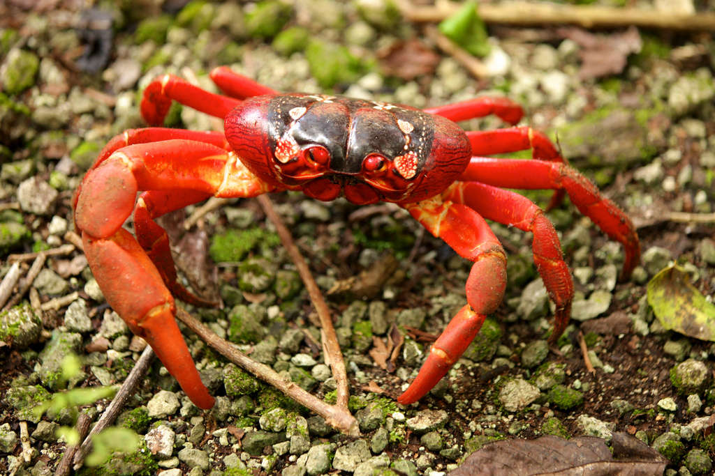 Ecologistas avisan de que el marisqueo del cangrejo rojo debe limitarse a los arrozales