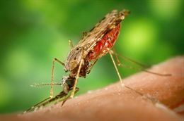El cambio climático traslada la malaria a altitudes más altas