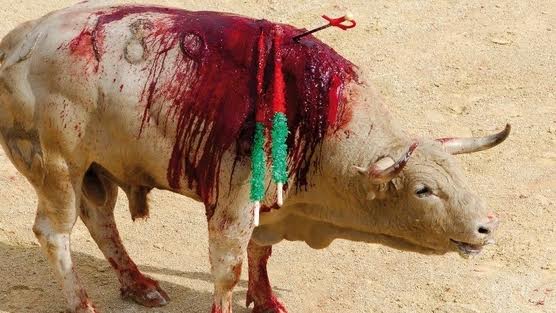 Animalistas defienden la constitucionalidad de la ley balear y lamentan que se apueste por "las lidias con crueldad"