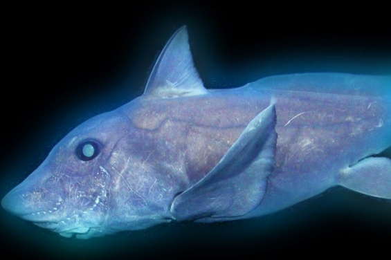 Registran por primera vez a un tiburón fantasma vivo