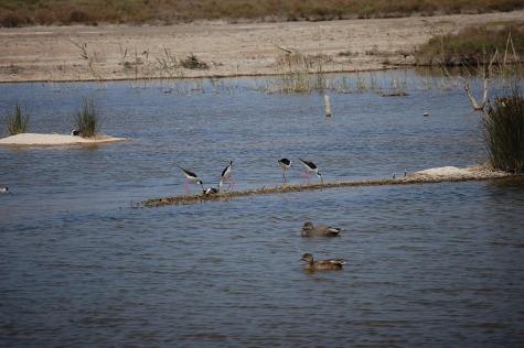 Censadas cerca de 15.000 aves acuáticas invernantes en el Parque Natural de SAlbufera
