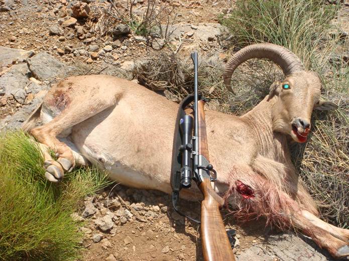Los que ‘matan para divertirse’ introdujeron la especie invasora ‘Arrui’ en Sierra Espuña