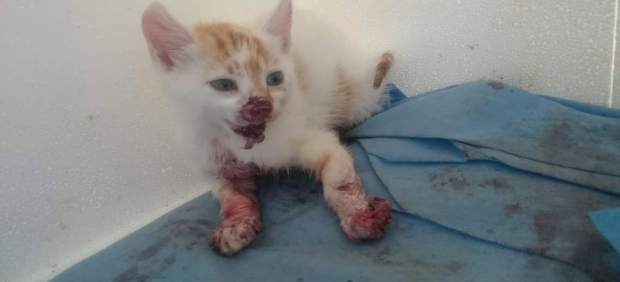 Quién está maltratando a gatos callejeros en Laredo