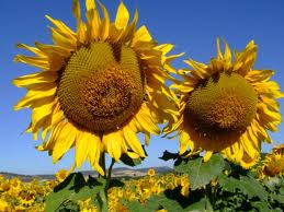 Soria. Daños provocados por animales salvajes en los cultivos de verano