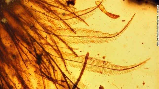 Aparecen restos de una cola de dinosaurio conservados en ámbar