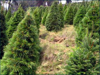 Programa de Recolección de Árboles de Navidad 2013 concluye satisfactoriamennte