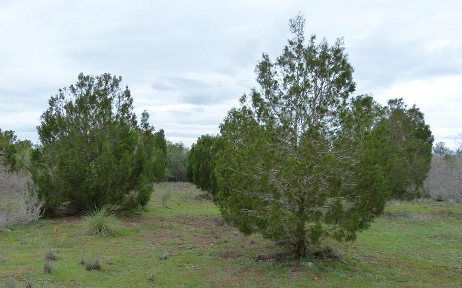 El proyecto europeo Life Tetraclinis logra la custodia de 200 hectáreas para conservar el ciprés de Cartagena