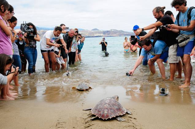 Suelta de tortugas en la Playa de Las Canteras de Las Palmas de Gran Canaria