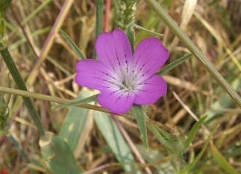 Los campos de cereales de Catalunya pierden el 50% de su flora