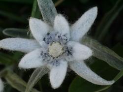 La cadena montañosa del Pirineo alberga más de 5.500 especies y subespecies de plantas según un avance preliminar del Atlas Florístico del Pirineo