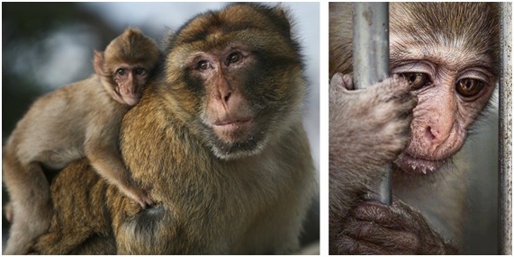 Rainfer el santuario de primates de Madrid al borde de la ruina