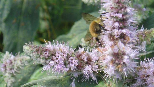 Europa ‘avisa’ de la extinción de especies salvajes de abejas