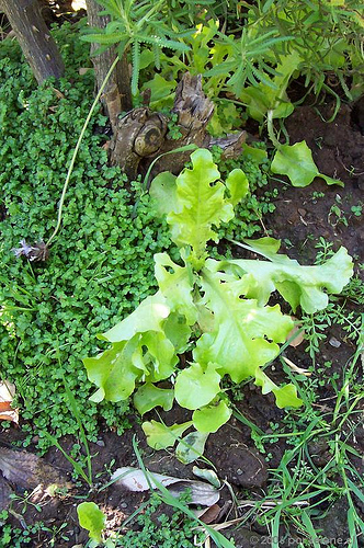 Abierta la convocatoria de propuestas para el programa medioambiental LIFE+ 2010 de la Unión Europea