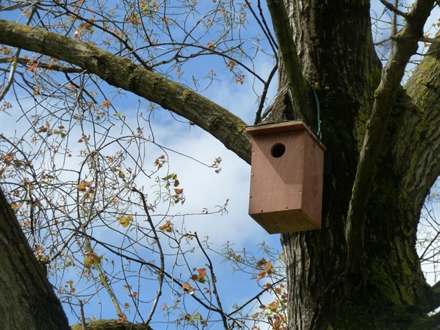 Diecisiete parejas de autillo europeo nidican en cajas-nido de Santander