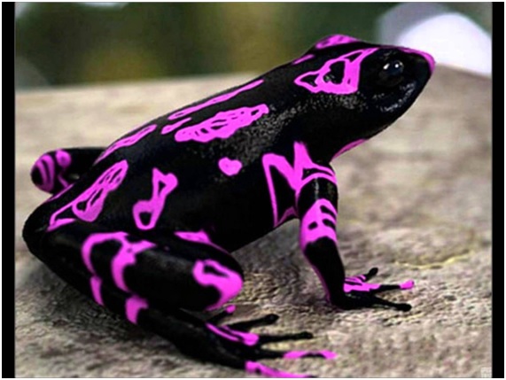 Por qué se extinguen los anfibios