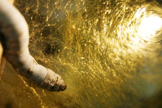 La metamorfosis biotecnológica del gusano de seda en la huerta murciana