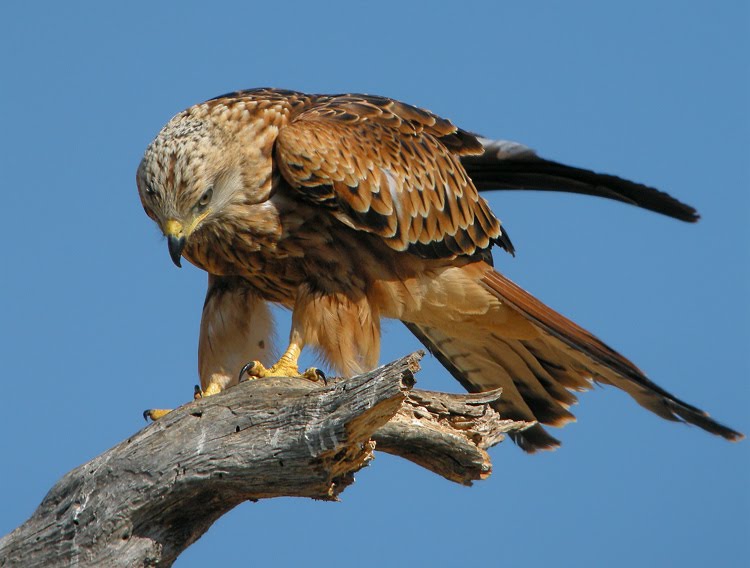 Sueltan un ejemplar de milano real anillado y con un GPS en el sur de Madrid