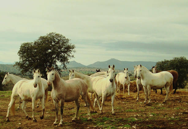 Incendios. CAAE demanda una política clara en defensa de la ganadería extensiva en Andalucía