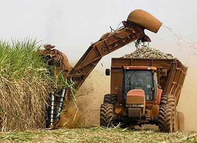 V Congreso Mundial de la Naturaleza analizará los agrocombustibles