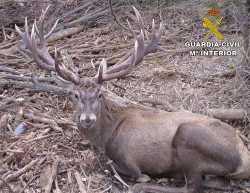 Recuperado un ciervo amansado de origen centroeuropeo cuando paseaba por Cenizate (Albacete)