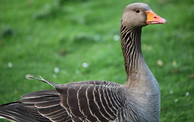 Conoce las 10 aves acuáticas por excelencia de la Red Natura 2000