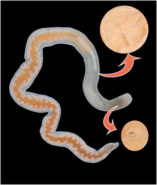 Un gusano marino ‘asesino’ aparece por primera vez en España