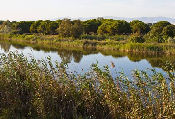 Exigen que la desembocadura del Llobregat (Barcelona) sea zona de protección para las aves