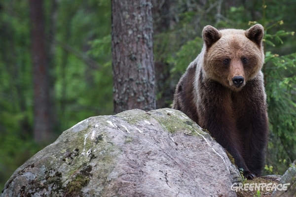 El Gran Bosque Boreal talado para hacer papel higiénico y pañuelos