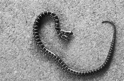 Descubren serpiente bicéfala en Tennesee