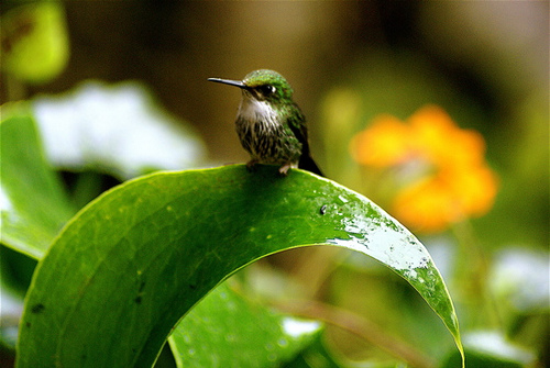 Un artículo demuestra el fracaso mundial para frenar la pérdida de biodiversidad en 2010