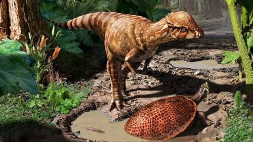 Dinosaurio herbívoro del tamaño de un perro y cráneo huesudo