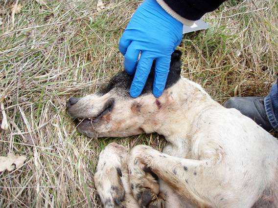 Escandalo ‘mayúsculo’