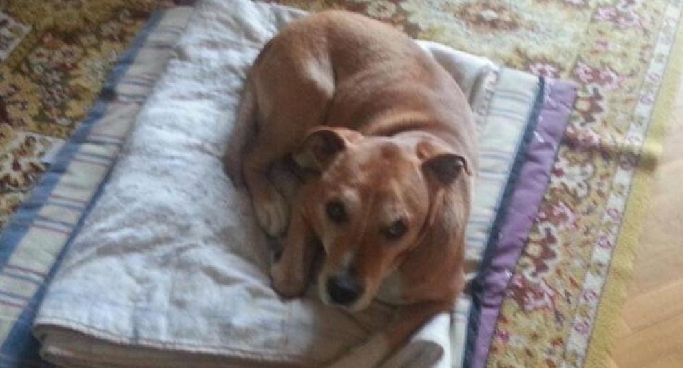 PACMA convoca manifestaciones en toda España por la muerte del perro Excalibur