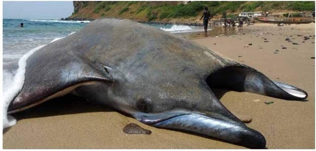 Se incrementará la protección de rayas diablo y tiburones