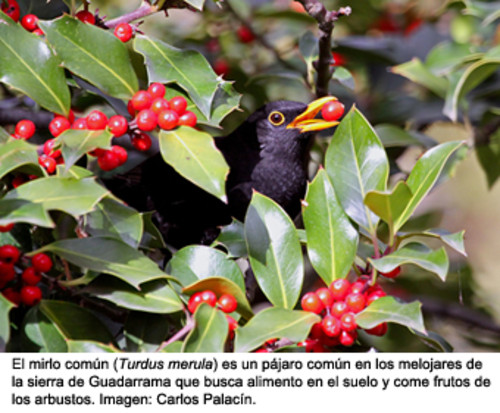 Cómo eligen sus áreas de invernada las aves de la sierra de Guadarrama