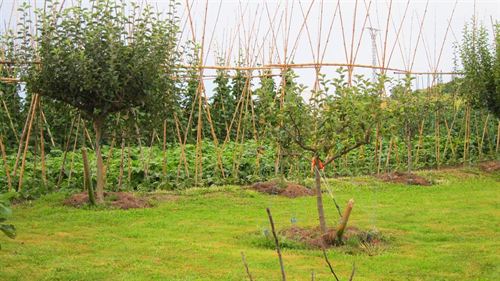 Fertilizar con cobre puede reducir las emisiones de óxido nitroso