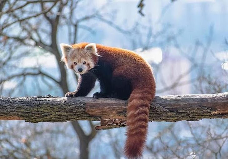 Día Mundial del Panda Rojo 2023