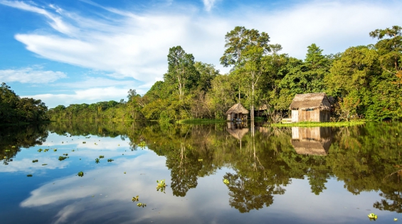 Nuevas especies de animales descubiertas en selva de Perú