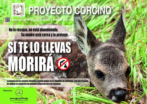 Proyecto ‘CORCINO’