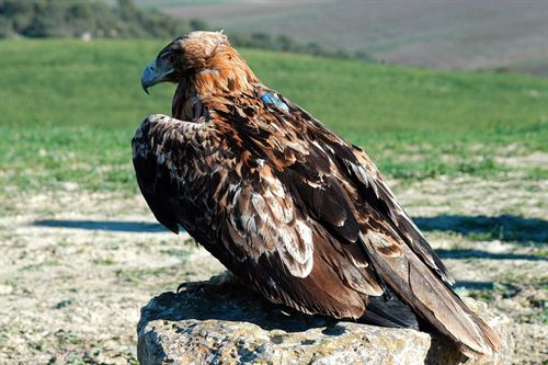 El águila imperial se expande por Andalucía
