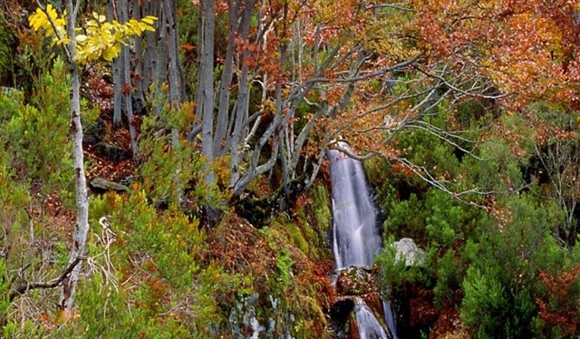 La UNESCO incluye en su Patrimonio Mundial el Hayedo de la Tejera Negra de Guadalajara