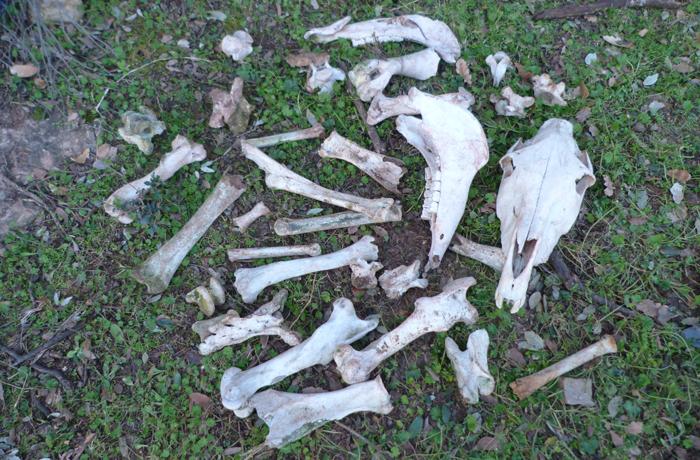 La Generalitat de Catalunya complica ‘inexplicablemente’ el rescate de más de 30 animales que quedarán en manos de un maltratador inhabilitado y reincidente