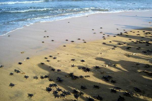 Nace una herramienta para el control de áreas marinas protegidas