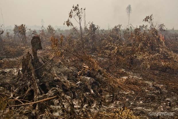 El cultivo de aceite de palma y la deforestación en Indonesia