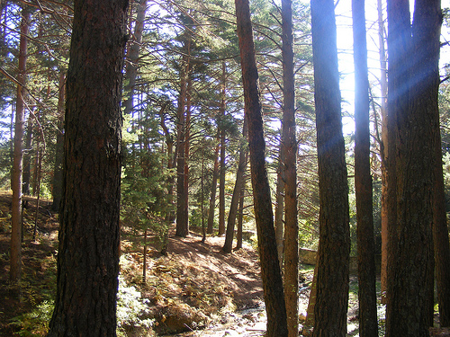 La Comunidad fomenta los usos tradicionales y ganaderos de la Sierra de Guadarrama con una competición ecuestre