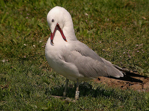 Una nueva colonia de gaviota Audouin