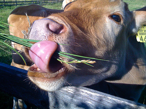 La nueva PAC no garantiza el bienestar animal