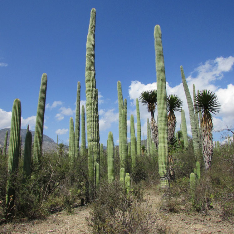 Conocemos mejor el Valle de Tehuacán-Cuicatlán